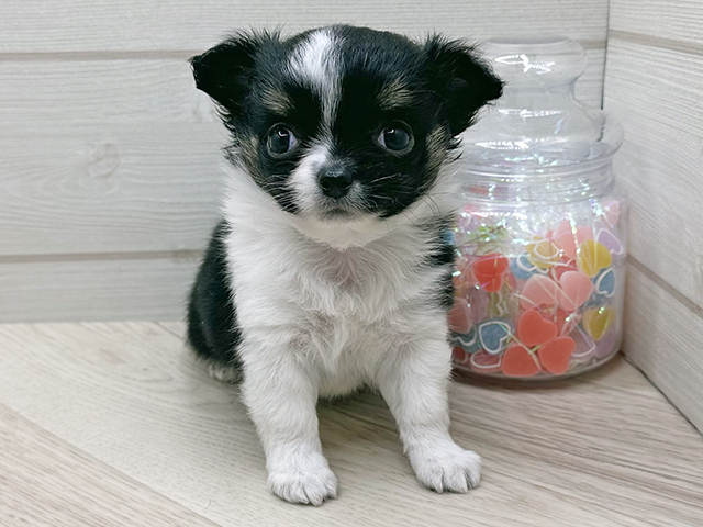 東京都のチワワ(ロング) (ペッツファースト渋谷店/2025年9月19日生まれ/女の子/ブラックタンホワイト)の子犬