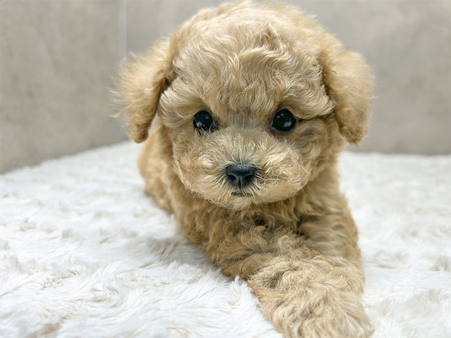 京都府のトイプードル(ティーカップ) (ペッツファースト京都四条河原町店/2025年9月18日生まれ/女の子/アプリコット)の子犬の1枚目の画像