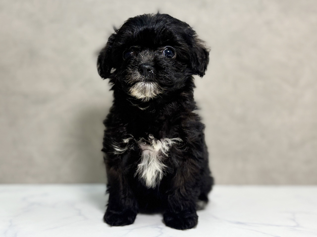 大阪府のチワプー/プーチー(チワワ×プードル) (ペッツファースト東大阪店/2025年9月19日生まれ/女の子/ブラックホワイト)の子犬の1枚目の画像