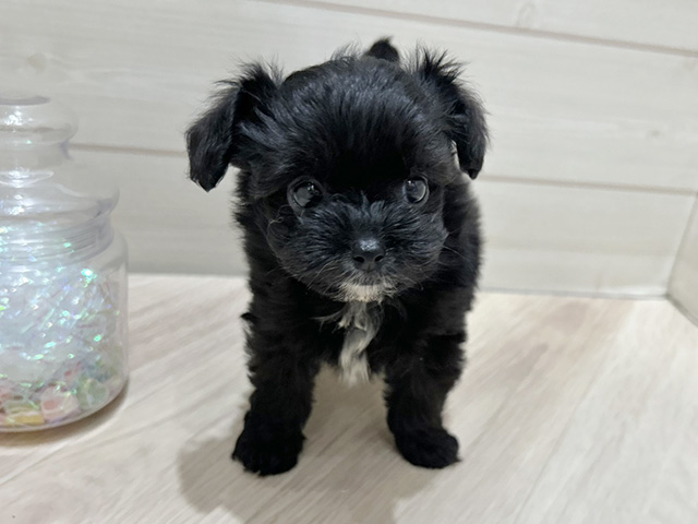 大阪府のチワプー/プーチー(チワワ×プードル) (ペッツファーストららぽーと門真店/2025年9月19日生まれ/女の子/ブラックホワイト)の子犬の1枚目の画像