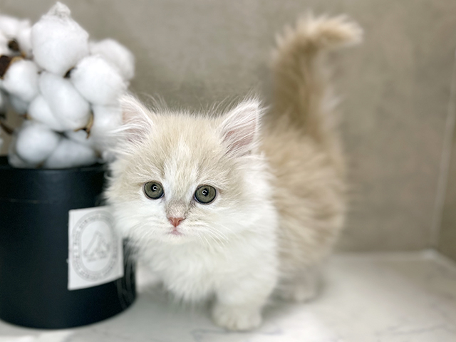 大阪府のミヌエット (ペッツファースト茶屋町店/2025年9月19日生まれ/女の子/クリームホワイト)の子猫の1枚目の画像