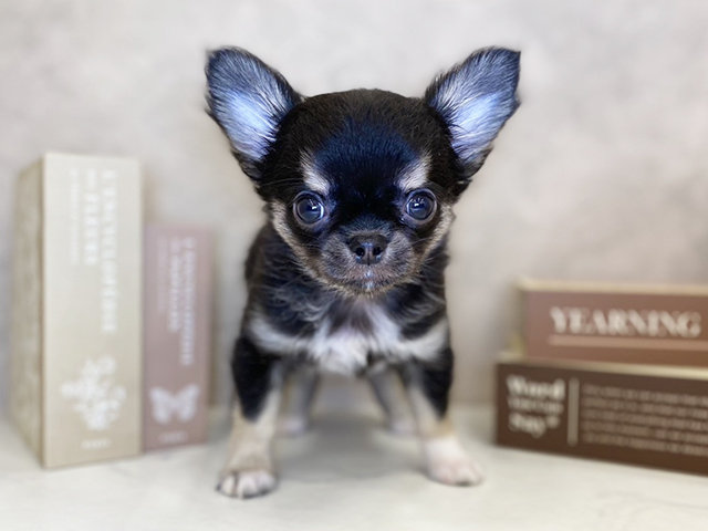 奈良県のチワワ(ロング) (ペッツファースト橿原店/2025年9月19日生まれ/男の子/ブラックタンホワイト)の子犬の1枚目の画像