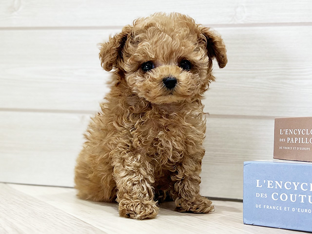 大阪府のトイプードル(ティーカップ) (ペッツファースト梅田店/2025年9月15日生まれ/男の子/アプリコット)の子犬の1枚目の画像