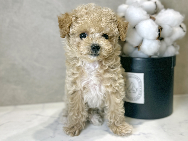 大阪府のトイプードル(ティーカップ) (ペッツファースト茶屋町店/2025年9月19日生まれ/女の子/クリーム)の子犬の1枚目の画像