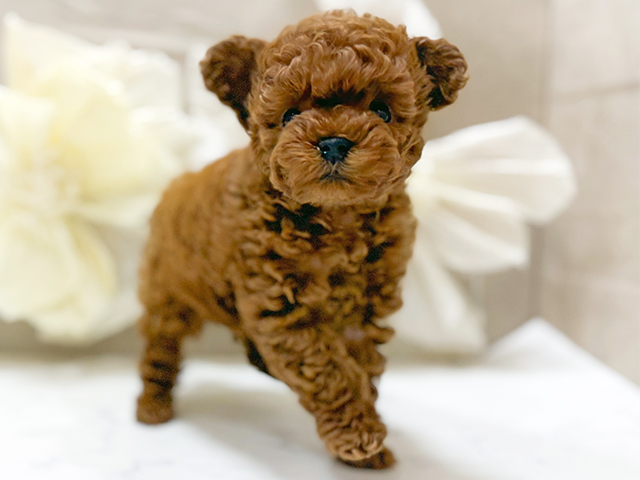 東京都のトイプードル(ティーカップ) (ペッツファースト恵比寿店/2025年9月19日生まれ/男の子/レッド)の子犬