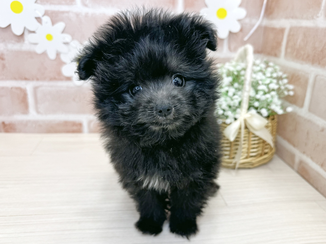 ポメプー, 性別 男の子, 誕生日 2025/09/19, 毛色 シルバー, 出身 愛媛県, 店舗 鹿児島店(鹿児島県), お問い合わせ番号 2561195