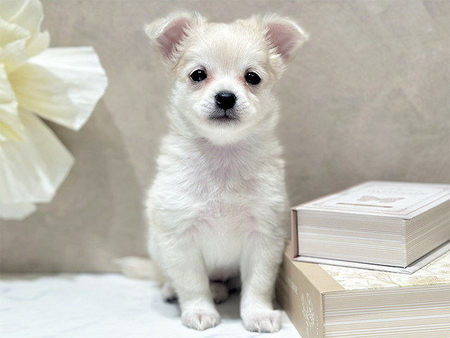 東京都のチワックス(チワワ×ダックス) (ペッツファースト代官山店/2025年9月19日生まれ/女の子/クリーム)の子犬の1枚目の画像