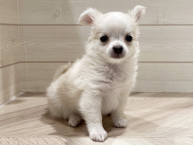 東京都のチワックス(チワワ×ダックス) (ペッツファースト豊洲店/2025年9月19日生まれ/女の子/クリーム)の子犬の1枚目の画像