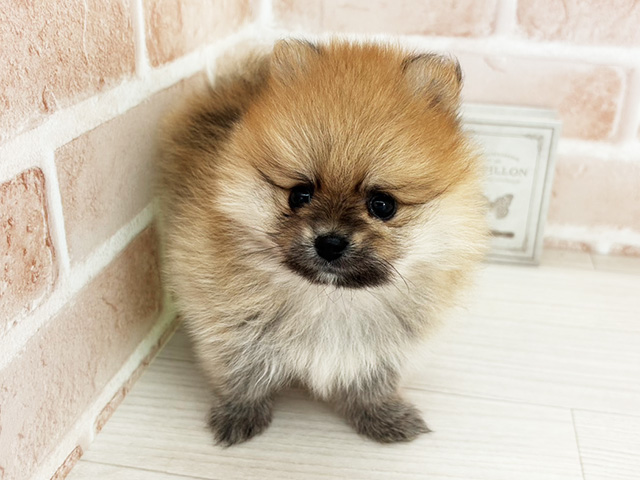 埼玉県のポメラニアン (ペッツファーストさいたま新都心店/2025年9月20日生まれ/男の子/オレンジ)の子犬の1枚目の画像