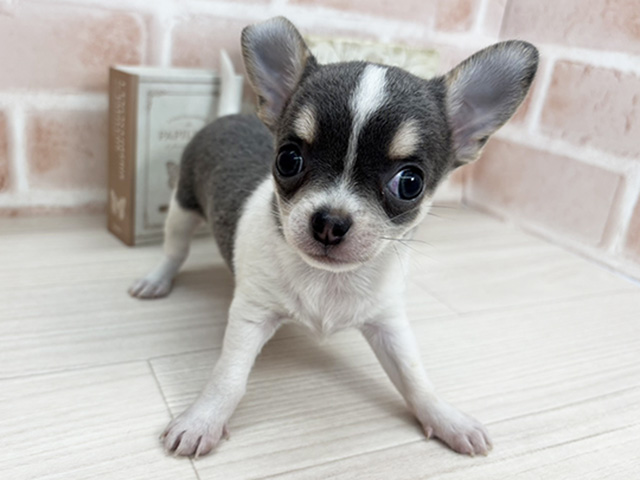 埼玉県のチワワ(スムース) (ペッツファーストさいたま新都心店/2025年9月17日生まれ/男の子/ブルータンホワイト)の子犬の1枚目の画像