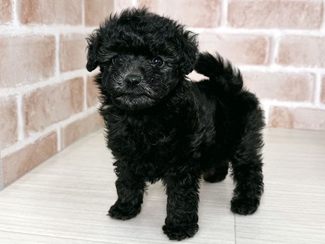 大阪府のトイプードル(トイ) (ペッツファースト東大阪店/2025年9月14日生まれ/男の子/シルバー)の子犬の1枚目の画像