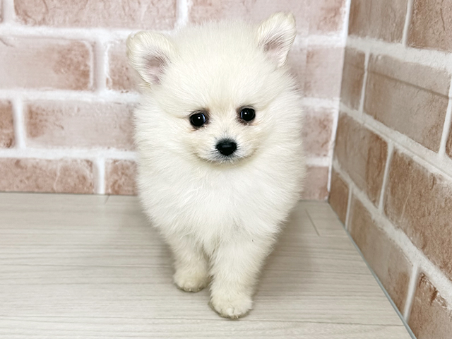 大阪府のポメチワ/チワポメ/ポメチー(ポメラニアン×チワワ) (ペッツファースト東大阪店/2025年9月13日生まれ/女の子/クリーム)の子犬の1枚目の画像