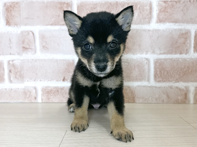 大阪府の豆柴 (ペッツファースト東大阪店/2025年9月2日生まれ/男の子/黒)の子犬
