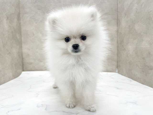東京都のポメラニアン (ペッツファースト八王子多摩美大前店/2025年9月20日生まれ/女の子/クリーム)の子犬の1枚目の画像