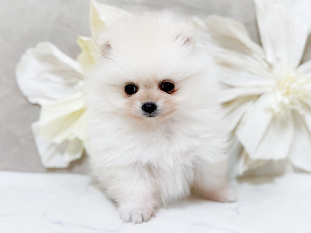 東京都のポメラニアン (ペッツファースト恵比寿店/2025年9月20日生まれ/女の子/クリーム)の子犬の1枚目の画像