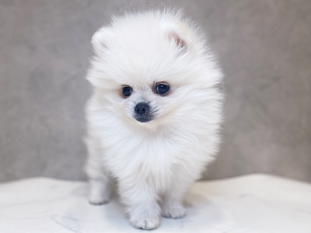 千葉県のポメラニアン (ペッツファーストららぽーとTOKYO-BAY店/2025年9月20日生まれ/女の子/クリーム)の子犬の1枚目の画像