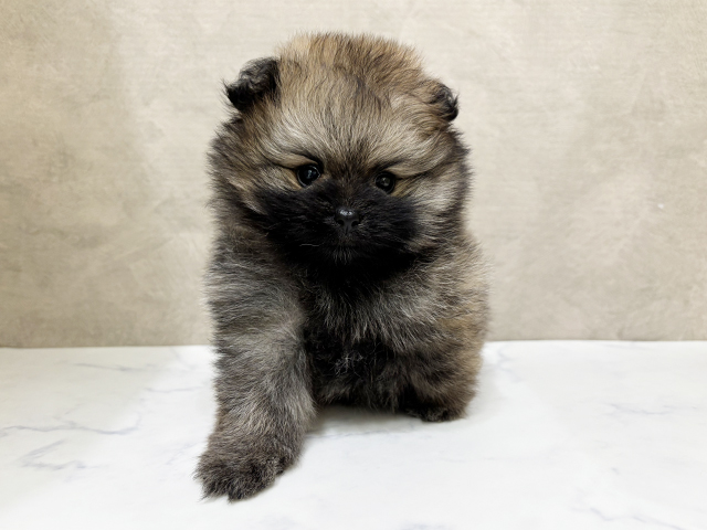 東京都のポメラニアン (ペッツファーストららぽーと立川立飛店/2025年9月20日生まれ/女の子/オレンジセーブル)の子犬の1枚目の画像