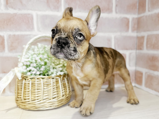 大阪府のフレンチブルドッグ (ペッツファースト北心斎橋店/2025年9月17日生まれ/男の子/フォーンマール)の子犬の1枚目の画像