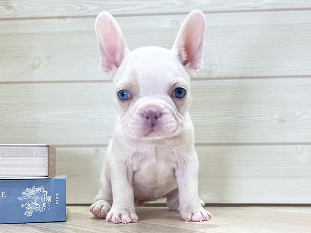 大阪府のフレンチブルドッグ (ペッツファースト梅田店/2025年9月16日生まれ/女の子/プラチナライラックマールタン)の子犬の1枚目の画像