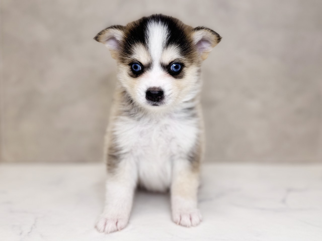 埼玉県のハーフ犬・ミックス犬 (ペッツファーストPETEMOレイクタウンmori店/2025年9月14日生まれ/男の子/レッドホワイト)の子犬の1枚目の画像