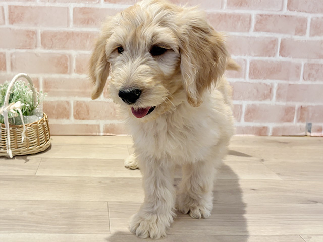 神奈川県のゴールデンドゥードゥル(ゴールデン×プードル) (ペッツファースト横浜元町店/2025年9月21日生まれ/男の子/ゴールド)の子犬の1枚目の画像