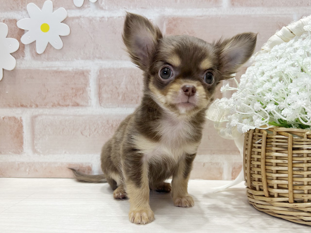 福岡県のチワワ(ロング) (ペッツファースト筑紫野店/2025年9月21日生まれ/女の子/チョコレートタン)の子犬