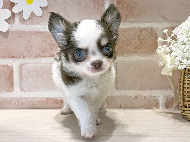 福岡県のチワワ(ロング) (ペッツファースト筑紫野店/2025年9月21日生まれ/男の子/チョコレートタンホワイト)の子犬の1枚目の画像