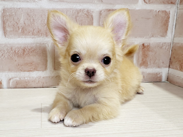 岡山県のチワワ(ロング) (ペッツファースト倉敷店/2025年9月21日生まれ/男の子/クリーム)の子犬の1枚目の画像