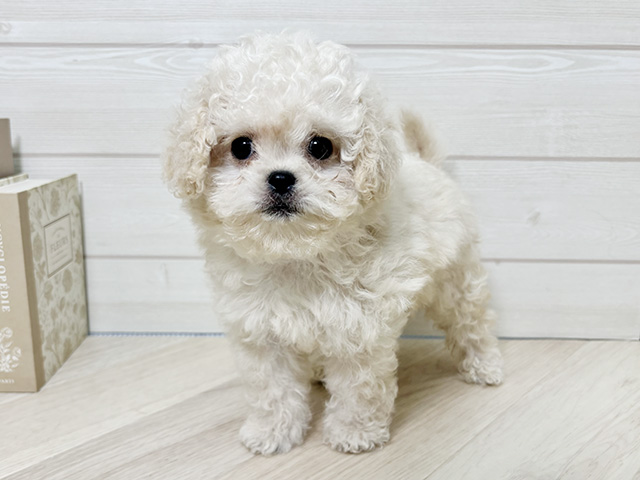 埼玉県のペキプー(ペキニーズ×プードル) (ペッツファースト春日部店/2025年9月20日生まれ/女の子/クリーム)の子犬の1枚目の画像