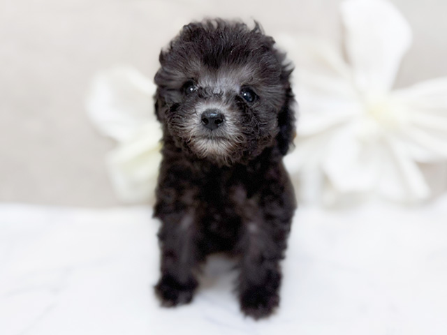 東京都のトイプードル(タイニー) (ペッツファースト恵比寿店/2025年9月18日生まれ/女の子/シルバー)の子犬の1枚目の画像