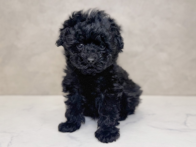 埼玉県のトイプードル(タイニー) (ペッツファーストPETEMOレイクタウンmori店/2025年9月20日生まれ/男の子/ブラック)の子犬の1枚目の画像