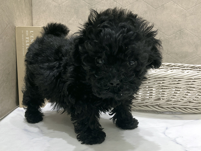 東京都のトイプードル(タイニー) (ペッツファースト晴海店/2025年9月20日生まれ/女の子/ブラック)の子犬の1枚目の画像