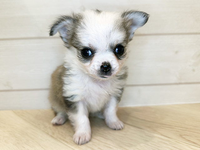 埼玉県のチワワ(ロング) (ペッツファーストカインズ浦和美園店/2025年9月20日生まれ/女の子/フォーンホワイト)の子犬の1枚目の画像