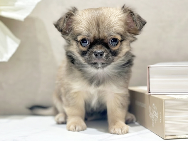 東京都のチワワ(ロング) (ペッツファースト代官山店/2025年9月20日生まれ/女の子/フォーンホワイト)の子犬の1枚目の画像