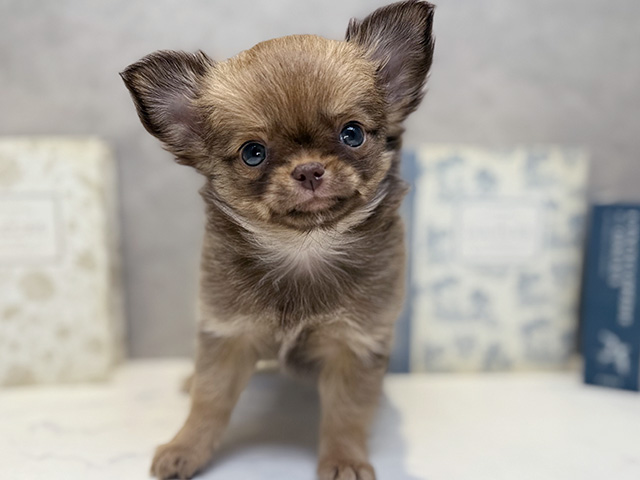 埼玉県のチワワ(ロング) (ペッツファースト川口店/2025年9月20日生まれ/女の子/チョコレートフォーン)の子犬の1枚目の画像