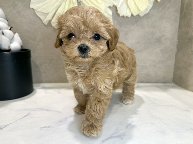 兵庫県のマルプー(マルチーズ×プードル) (ペッツファースト神戸三宮センター街店/2025年9月21日生まれ/女の子/アプリコット)の子犬の1枚目の画像