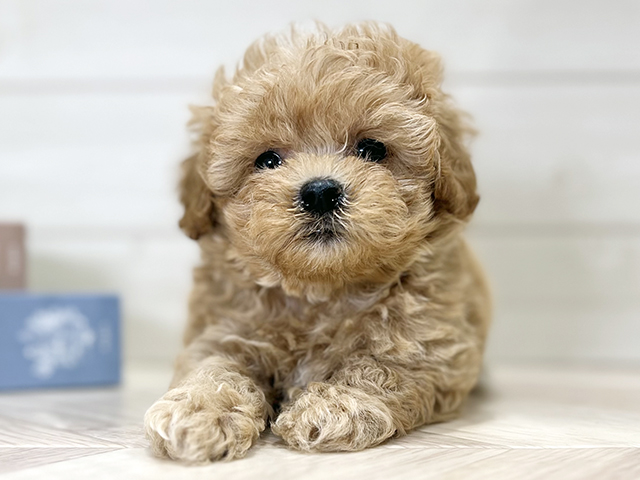 大阪府のマルプー(マルチーズ×プードル) (ペッツファースト梅田店/2025年9月21日生まれ/女の子/アプリコット)の子犬の1枚目の画像