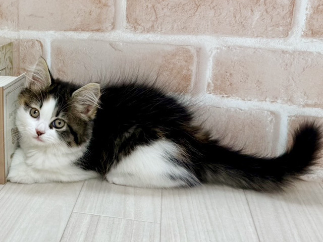 埼玉県のラガマフィン (ペッツファーストさいたま新都心店/2025年9月21日生まれ/女の子/キャリコ)の子猫の1枚目の画像