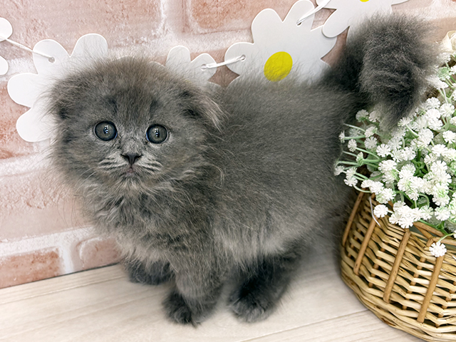 鹿児島県のスコティッシュフォールド (ペッツファースト鹿児島店/2025年9月12日生まれ/男の子/ブルー)の子猫の1枚目の画像