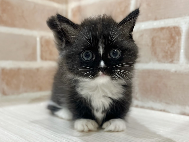 神奈川県のマンチカン (ペッツファーストfor cats横浜元町店/2025年9月12日生まれ/男の子/ブラックホワイト)の子猫の1枚目の画像