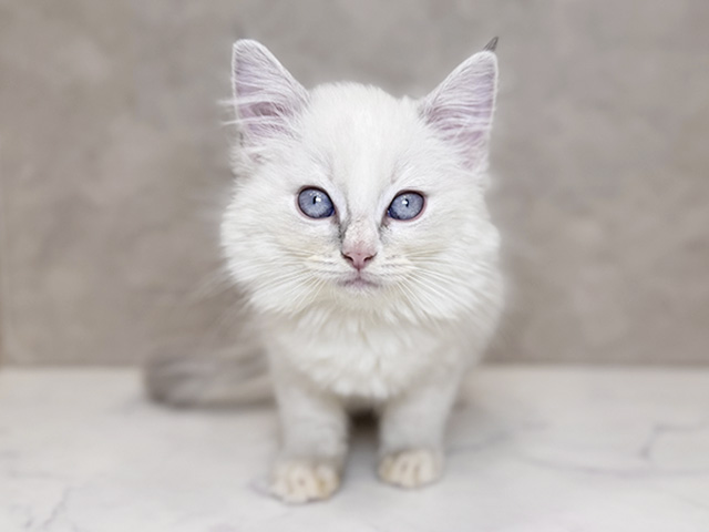 埼玉県のラグドール (ペッツファーストPETEMOレイクタウンmori店/2025年9月19日生まれ/男の子/ブルーポイントバイカラー)の子猫の1枚目の画像