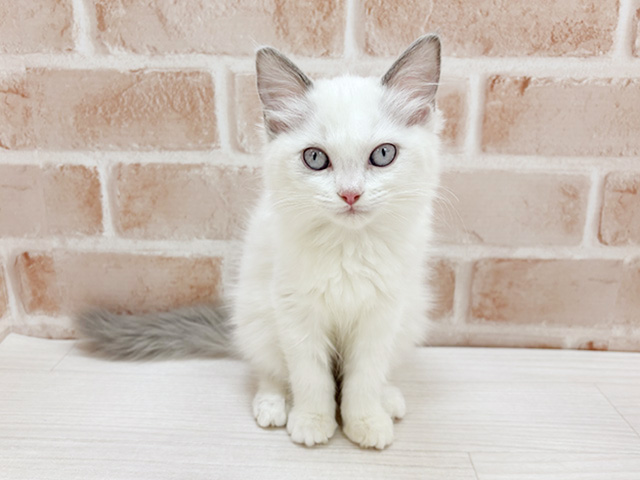 福岡県のラグドール (ペッツファースト直方店/2025年9月19日生まれ/女の子/ブルーポイントバイカラー)の子猫の1枚目の画像