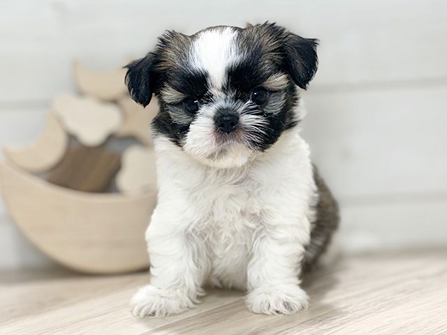 シーズーミックス