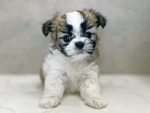 シーズーミックス