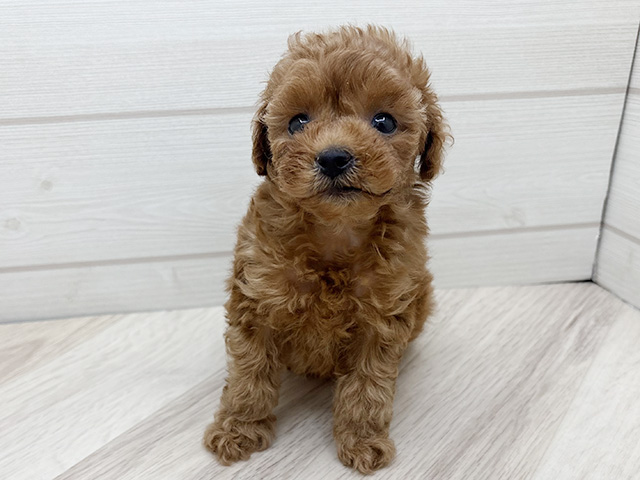 東京都のトイプードル(タイニー) (ペッツファースト渋谷店/2025年9月22日生まれ/女の子/レッド)の子犬の1枚目の画像