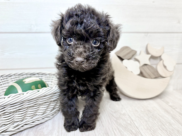 愛知県のトイプードル(タイニー) (ペッツファースト大高店/2025年9月20日生まれ/男の子/ブラウン)の子犬の1枚目の画像