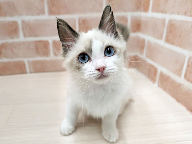 大阪府のラグドール (ペッツファースト茨木店/2025年9月22日生まれ/女の子/ブルーポイントバイカラー)の子猫の1枚目の画像