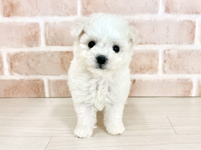 埼玉県のビションフリーゼ (ペッツファーストさいたま新都心店/2025年9月20日生まれ/男の子/ホワイト)の子犬