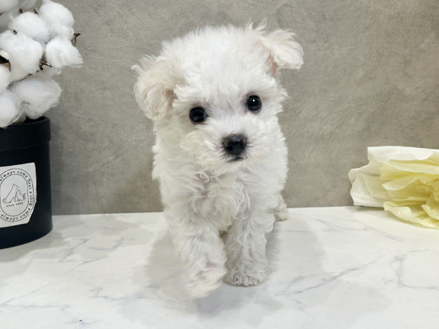 ビションフリーゼ