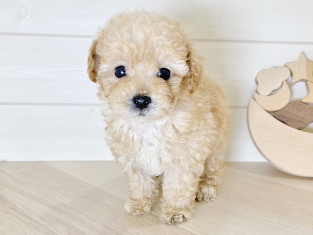 トイプードル